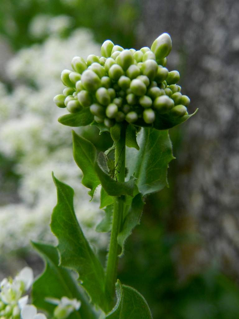 Lepidium draba ( =Cardaria draba) / Cocola, lattona